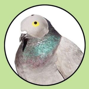 CAPUCHÓN PARA PALOMA - COMPLEMENTOS CAZA